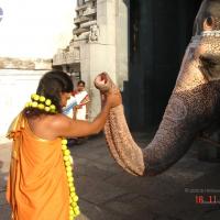 20051118_Photo_1071_Ananda Ula 2005 Kanchipuram 009_CMP_WM